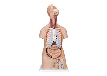 ANATOMY