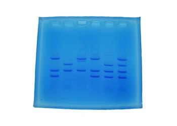 ELECTROPHORESIS
