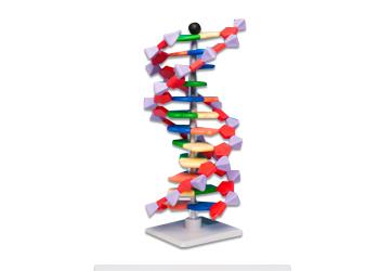 GENETICS & DNA